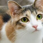 猫モチーフアクセサリーの魅力と効果｜おしゃれと開運を叶えるアイテム