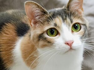 猫モチーフアクセサリーの魅力と効果｜おしゃれと開運を叶えるアイテム