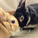 うさぎモチーフが恋愛成就を後押しする理由｜スピリチュアル・風水・心理学で読み解く