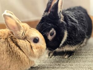 うさぎのアクセサリーが恋愛運を高める理由|可愛さと幸運を引き寄せる秘密