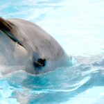 イルカが導く癒しと人間関係改善のパワー｜スピリチュアル＆心理学で読み解く