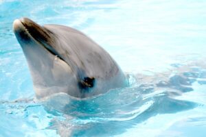 イルカが導く癒しと人間関係改善のパワー｜スピリチュアル＆心理学で読み解く