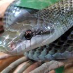 金運アップや魔除けに！神秘的なヘビのアクセサリーの魅力