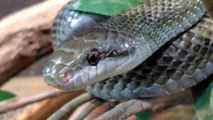 金運アップや魔除けに！神秘的なヘビのアクセサリーの魅力