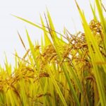 10月を豊かな気持ちで過ごすために今からできる準備｜心と運気を整えるスピリチュアル習慣