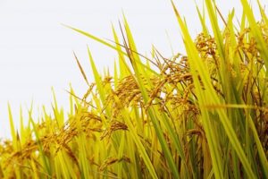 10月を豊かな気持ちで過ごすために今からできる準備｜心と運気を整えるスピリチュアル習慣